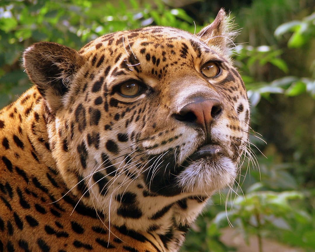 Flora e fauna de Cancún