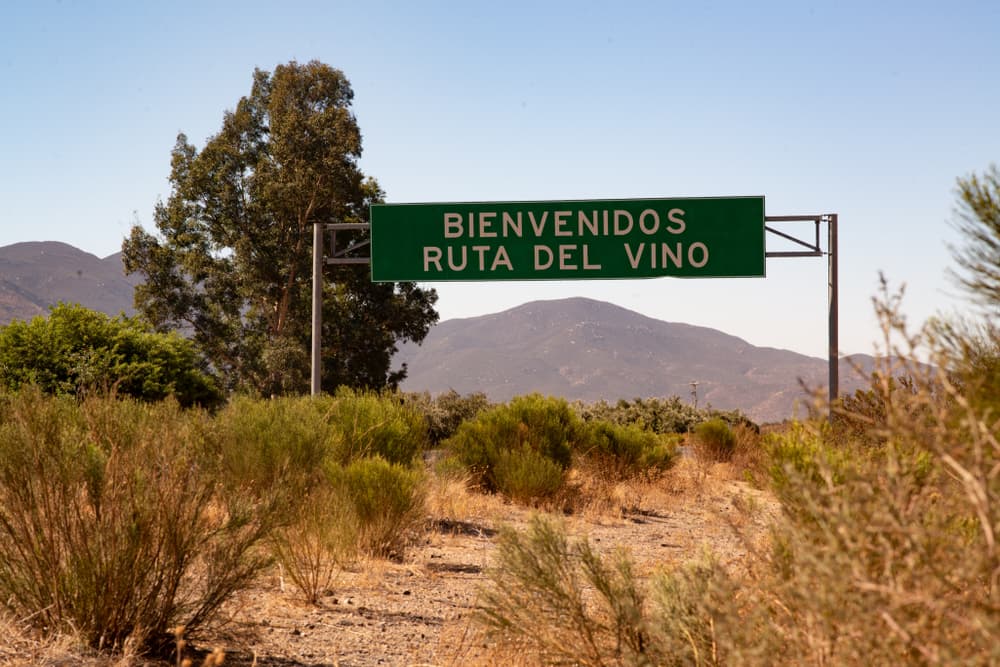 Los viñedos Valle de Guadalupe
