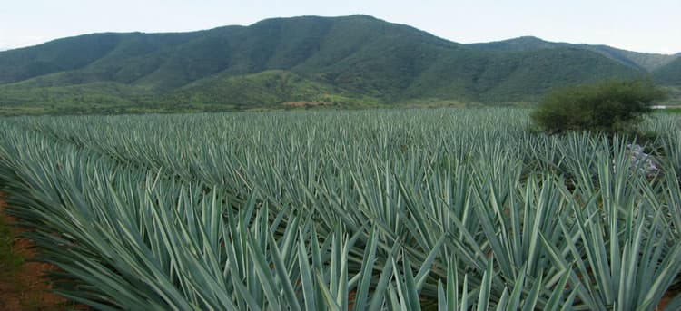 Campos de agave