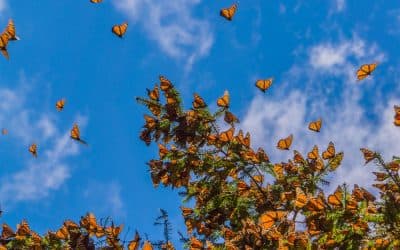 Monarch butterfly sanctuary in Mexico