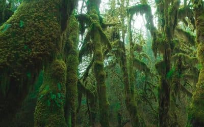 Panoramic view of the Mayan jungle