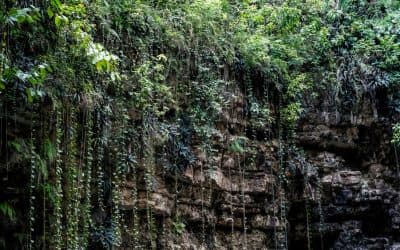 Inside cenote xcajum