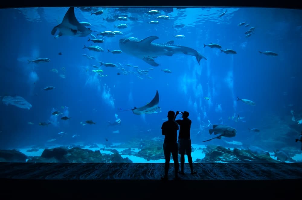 Panorámica acuario Inbursa