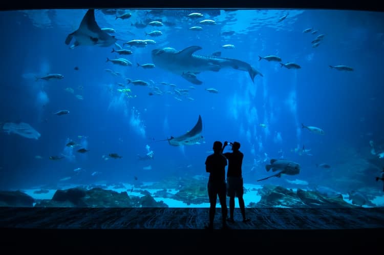 Panorámica acuario Inbursa