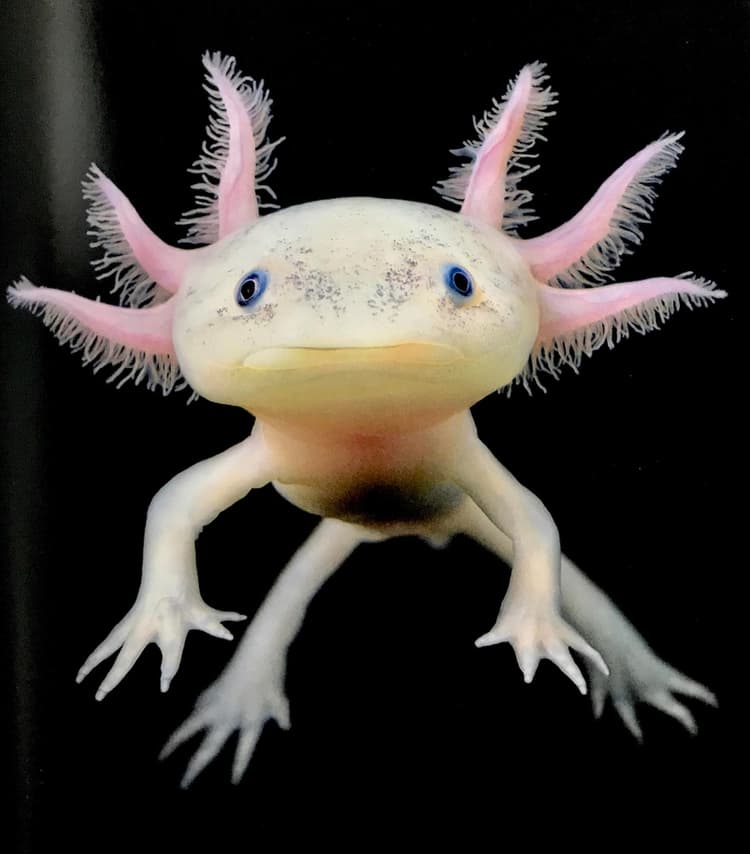 Ajolote anfibio de México