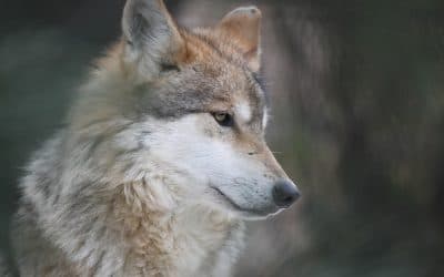 Wolf, endangered species