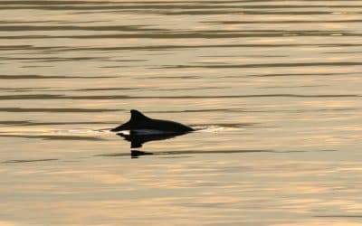 Vaquita swimming